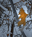 Найстійкіший