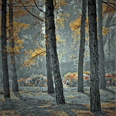 В місячному сяйві