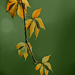 Каліграфія жовтня (серія)