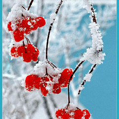 Калина з Михайлівського Золотоверхого