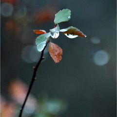 Каліграфія жовтня