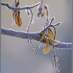 Колючі обійми зими