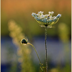 Свічник осені