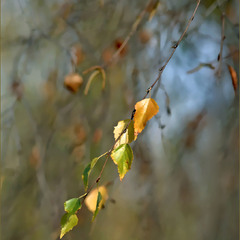 ...матеріал, я якого складається світ...("Звіяні вітром")