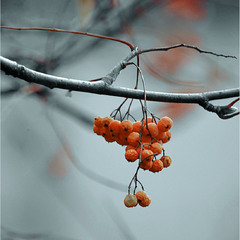 Каліграфія жовтня