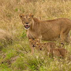 Вагітна левиця з синочками...