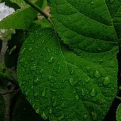 Wet leaves, deep green