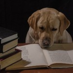 Собачье размышления