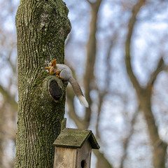 Red squirrel