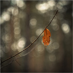 Впертим буває навіть листя