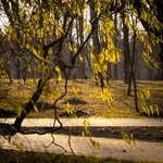 Паркові прогулянки