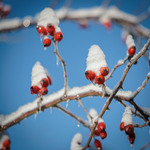 Добірка: Зимові натюрморти