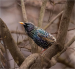 “Пильність”