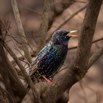 Шпак звичайний