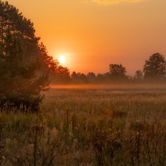 Світанки Полісся