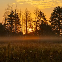 Світанки Полісся