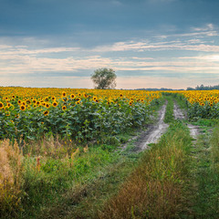 Поміж золотих берегів