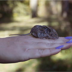 Етюд: зустріч у лісі