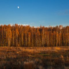 Місяць над березами