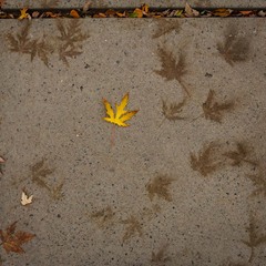 Ходила містом жовта осінь...