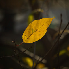 Остання нота осені