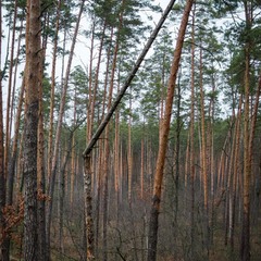 Тимчасова опора