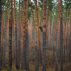 Лісова замальовка