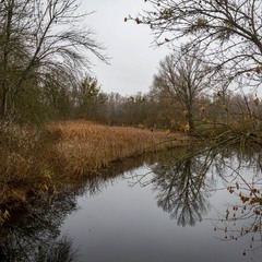 Паркові прогулянки: тиха вода