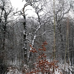 Паркові прогулянки