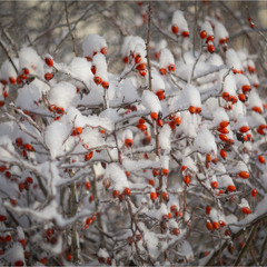 Добірка: Зимові натюрморти