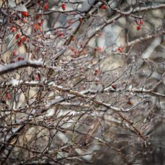 Добірка: Зимові натюрморти «Пульс під льодом»