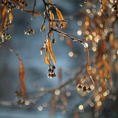 Добірка: Зимові натюрморти