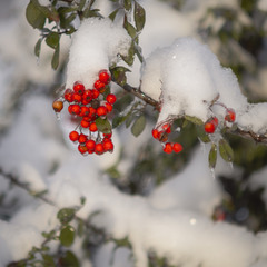 Добірка: Зимові натюрморти