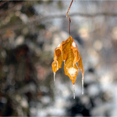 Добірка: Зимові натюрморти