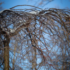 Добірка: Зимові натюрморти