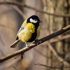 Пташина замальовка