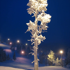 Холодно дереву полярною зимой...