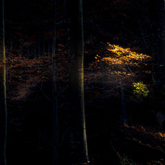 Перші промінчики сонця