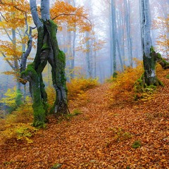 Осінь на Боржаві