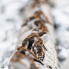 Пуночки снігові