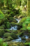 Schwarzwald