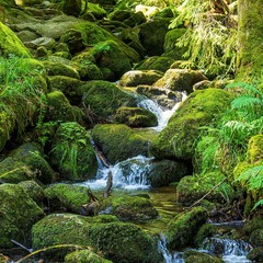 Schwarzwald