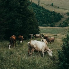 Пасовисько