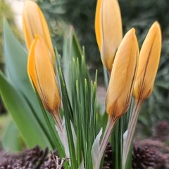 Краса в простоті