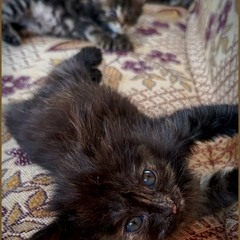 Маленька Аза