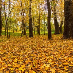 Золото осені