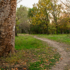 У дубовому гаю