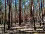Святогірський ліс