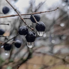 Осінь, дощ, спокій