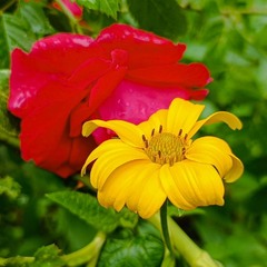 Спогади про літо